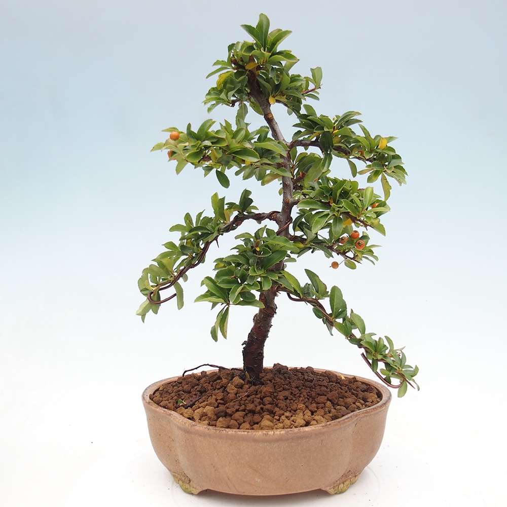 Bonsai-Pyracantha Teton voor buiten -Hlox