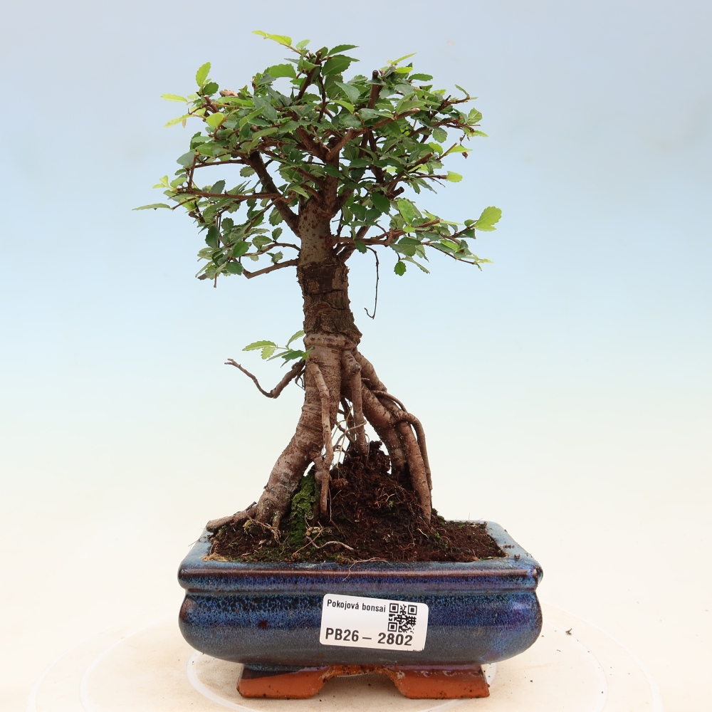 Kamerbonsai - Ulmus parvifolia - Winteriep