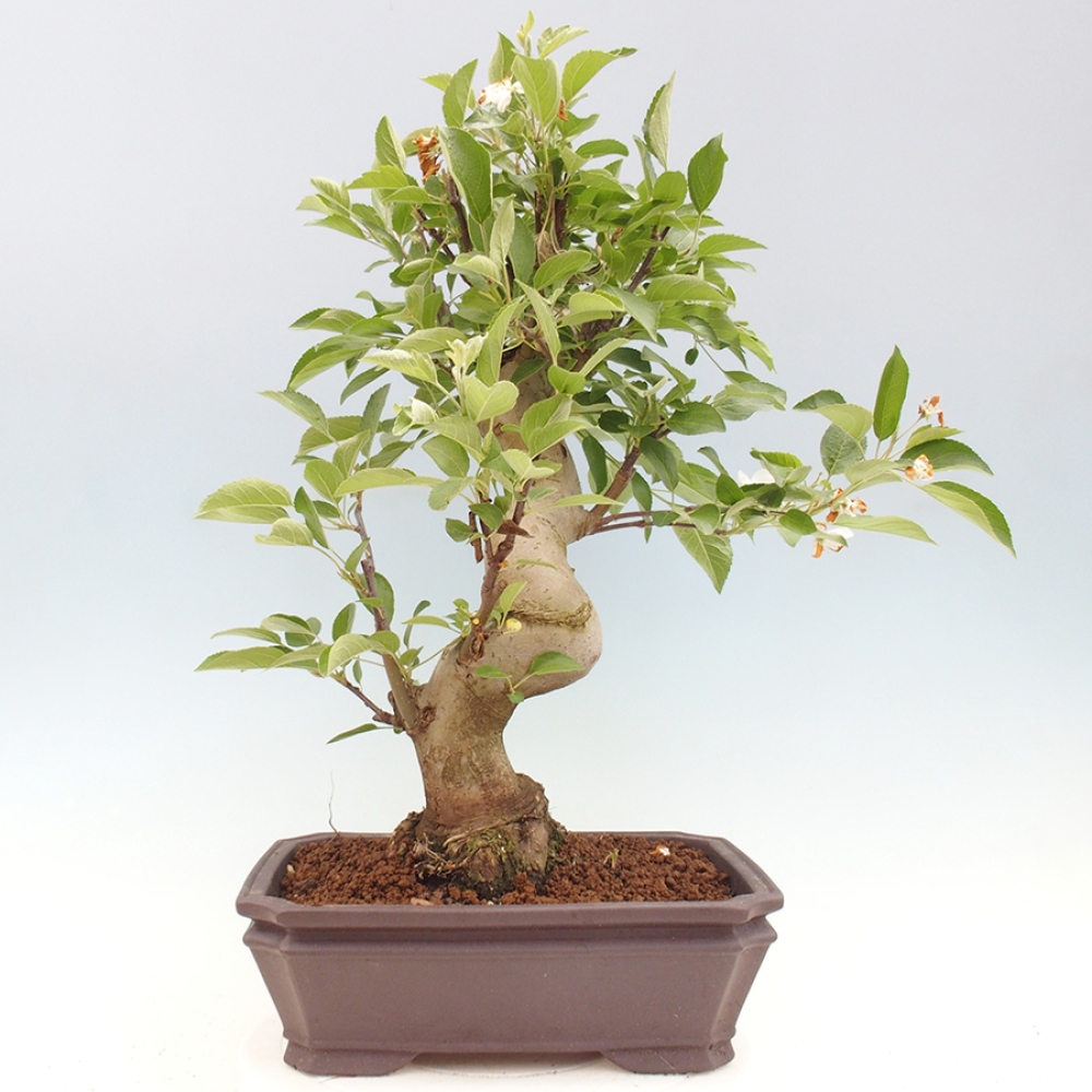 Bonsai voor buiten -Malus halliana - Appelboom met kleine vruchten