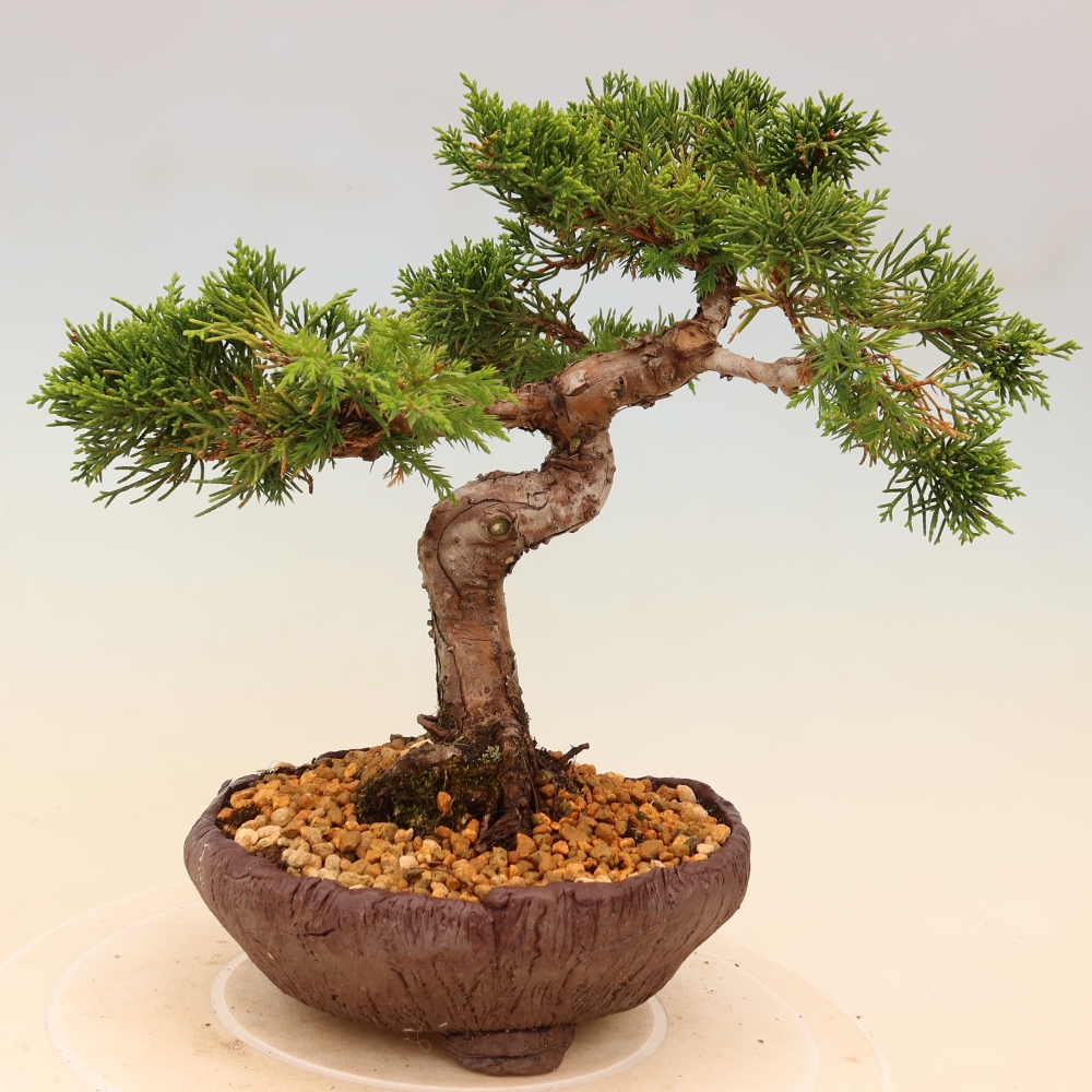 Bonsai voor buiten - Juniperus chinensis Itoigawa
