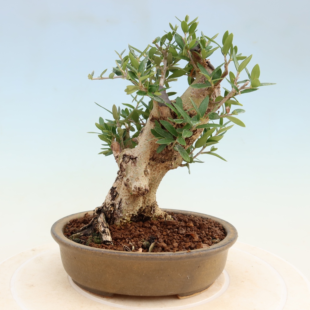 Bonsai voor binnen - Olea europaea sylvestris