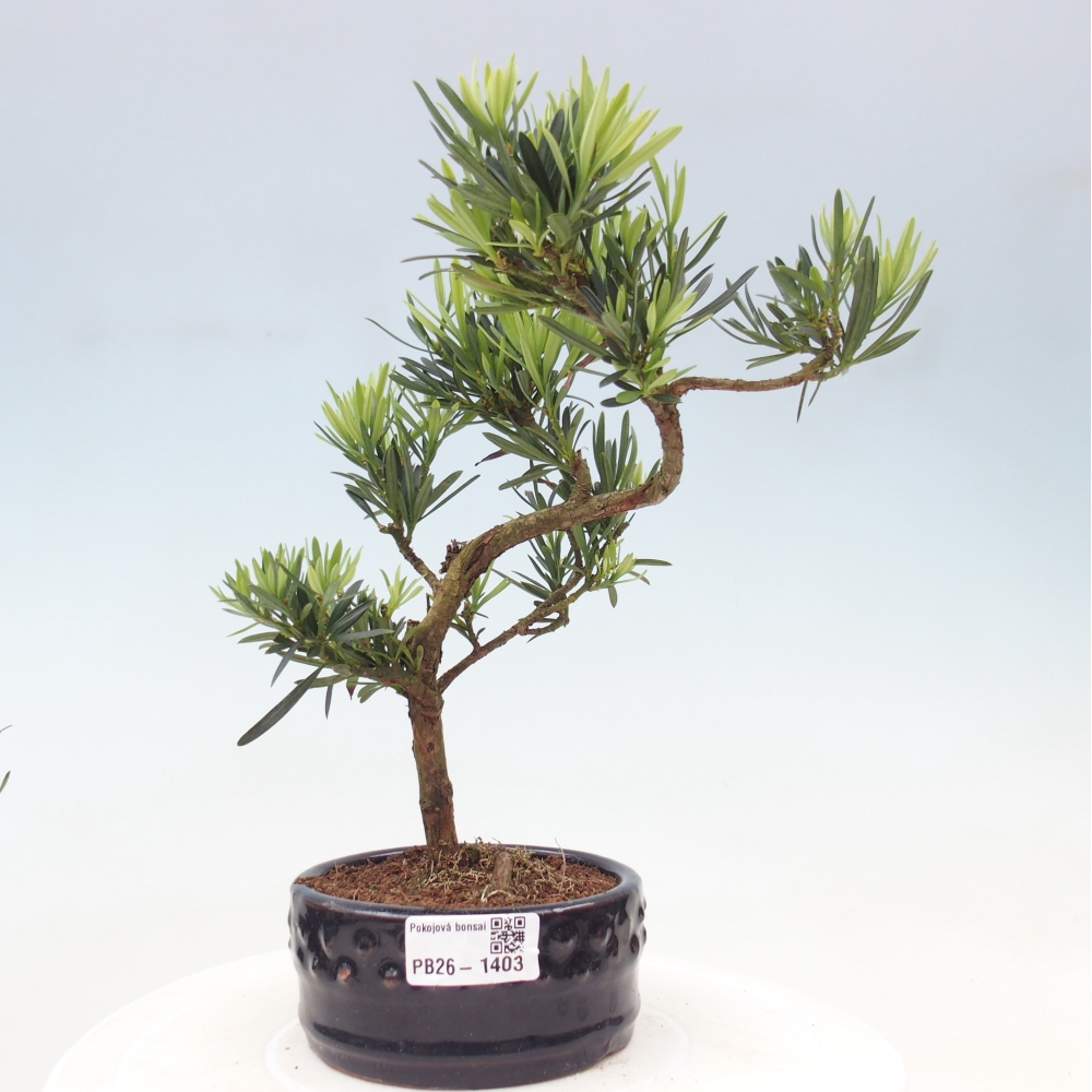 Kamerbonsai - Podocarpus - Taxus