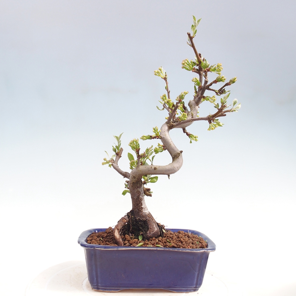 Bonsai voor buiten - Malus sargentii - Appelboom met kleine vruchten