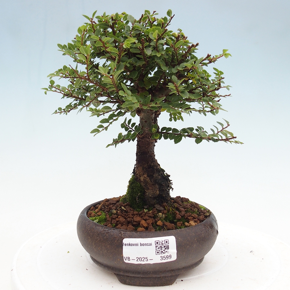 Bonsai voor buiten - Ulmus parvifolia Hokkaido - Chinese iep
