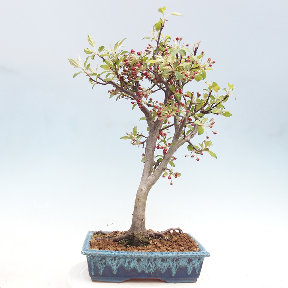 Bonsai voor buiten -Malus domestica - Roodbladige appelboom met kleine vruchten