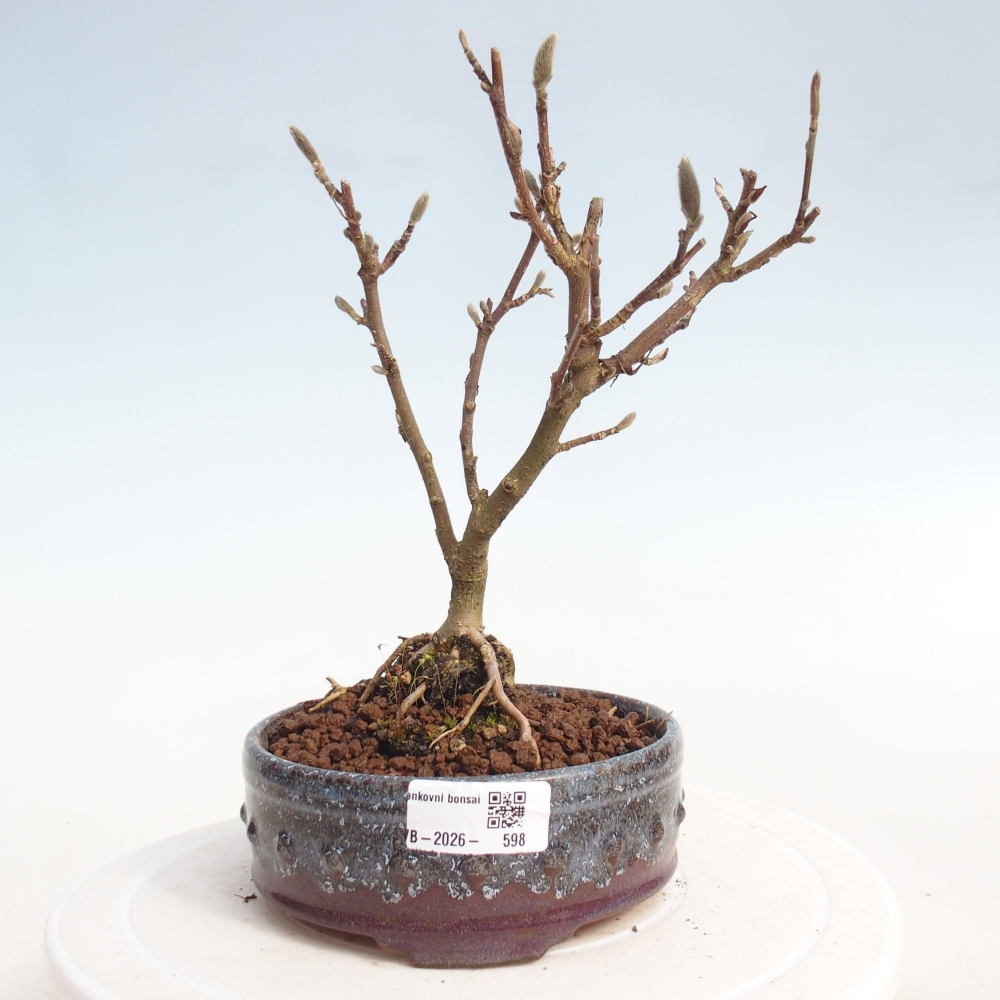 Bonsai voor buiten - Magnolia stellata