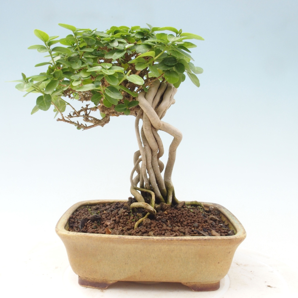 Bonsai voor binnen - Premna serratifolia - Kozlovna malolista