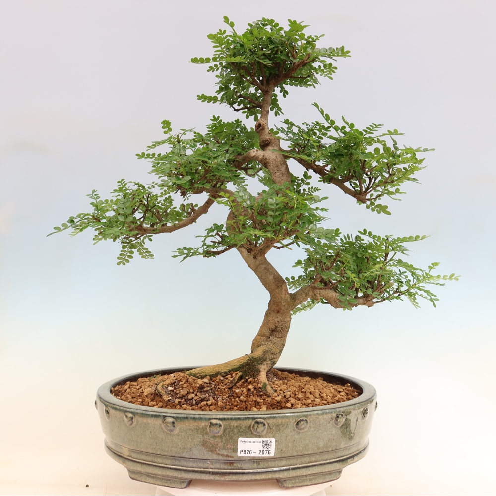 Kamerbonsai - Zantoxylum piperitum - peperboom