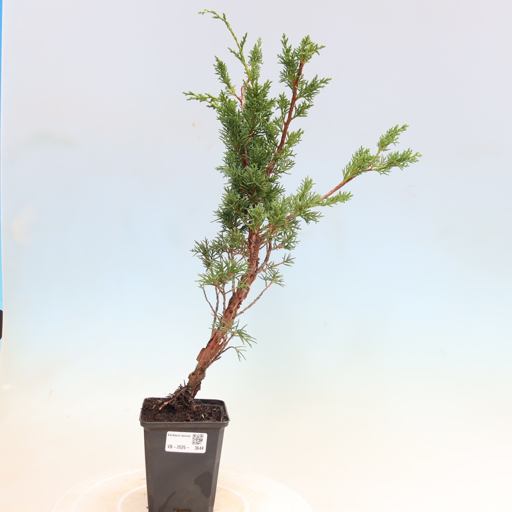 Bonsai voor buiten - Juniperus chinensis Kishu