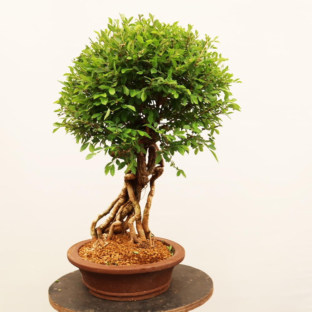 Bonsai voor buiten - Zelkova - Zelkova NIRE