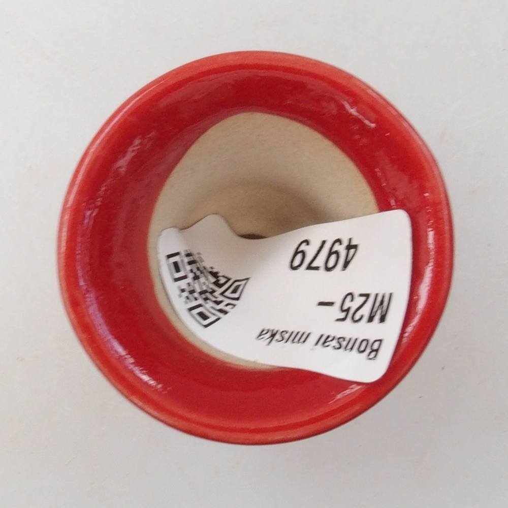 Mini bonsaischaal 4 x 4 x 4 cm, kleur rood
