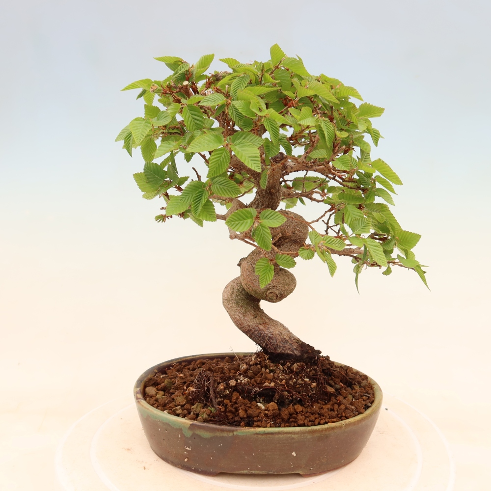 Bonsai voor buiten -Carpinus Coreana - Koreaanse haagbeuk