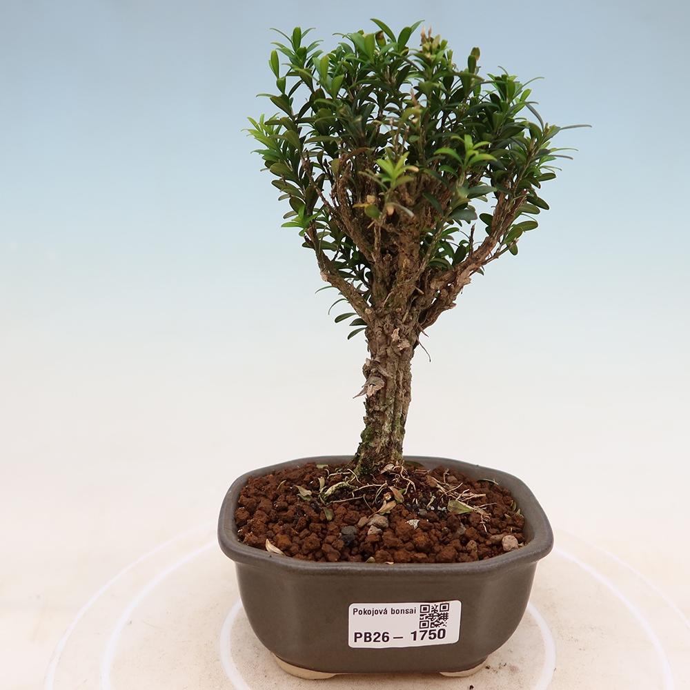 Kamerbonsai - Buxus harlandii - kurk buxus