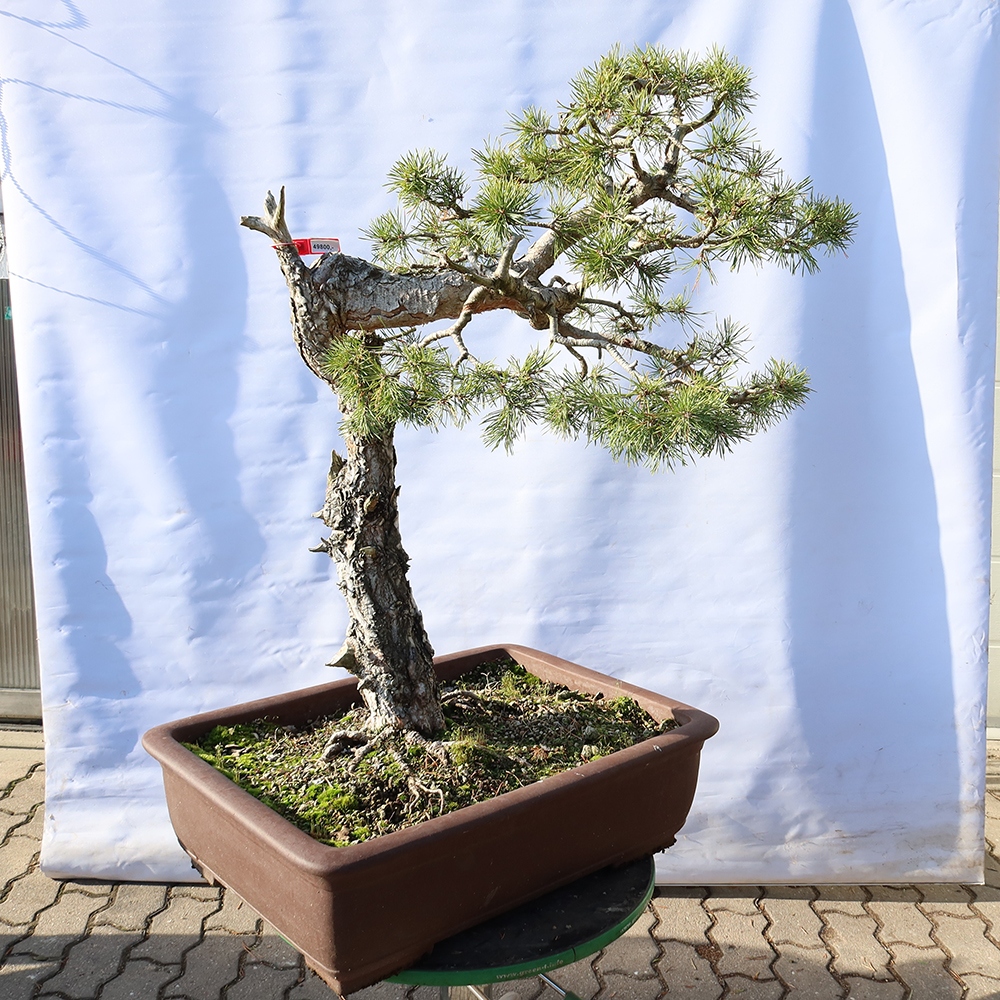 Pinus sylvestris Spanje - grove den