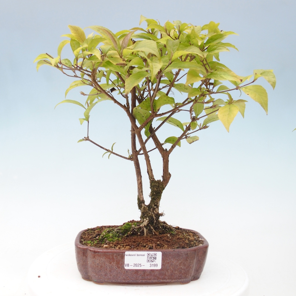 Bonsai voor buiten - Callicarpa japonica