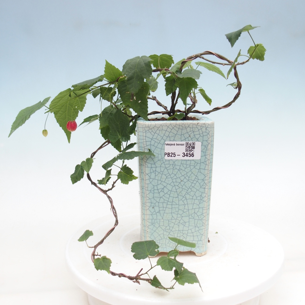 Bonsai voor binnen - Abutilon Big Bell - Cloudberry