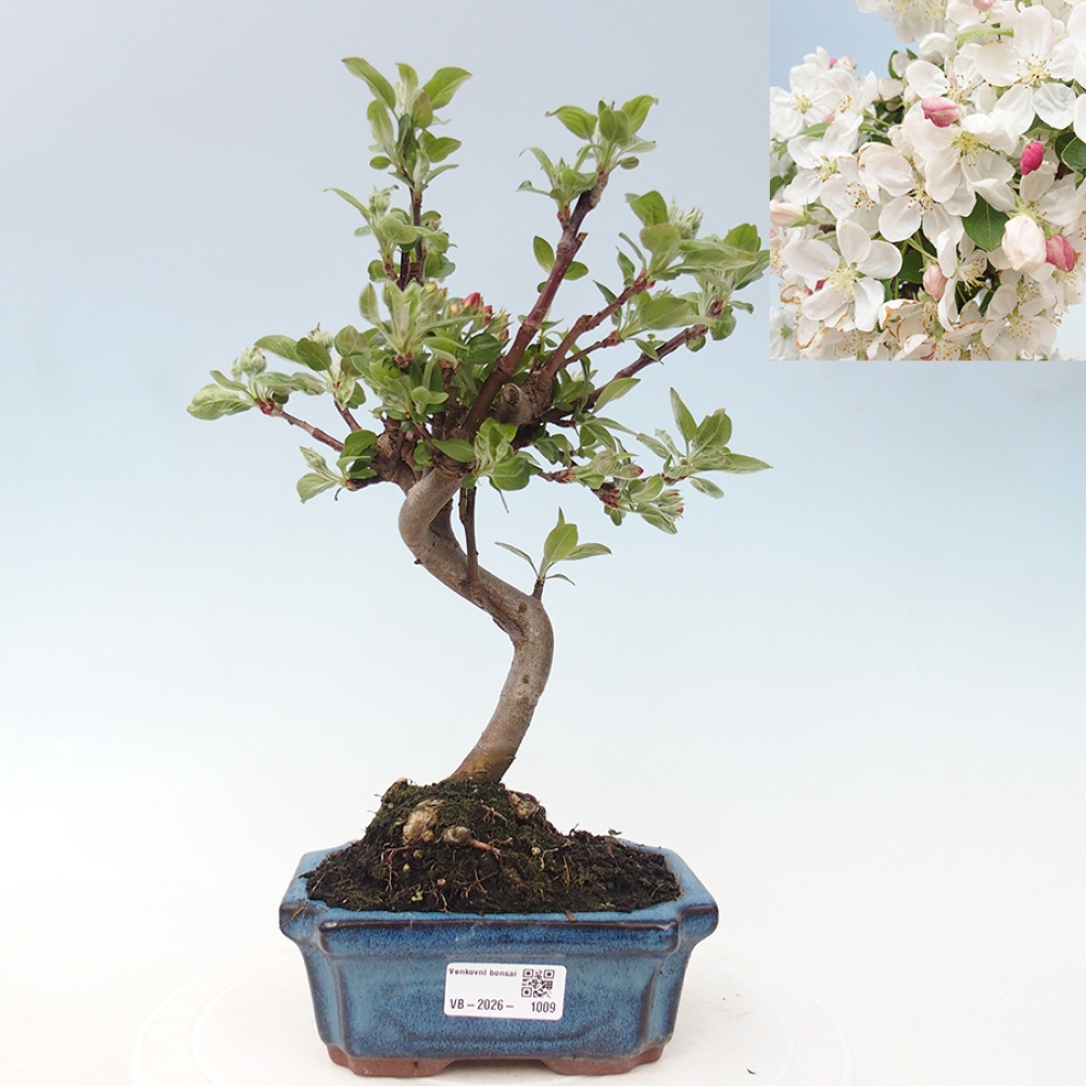 Bonsai voor buiten -Malus halliana - Appelboom met kleine vruchten