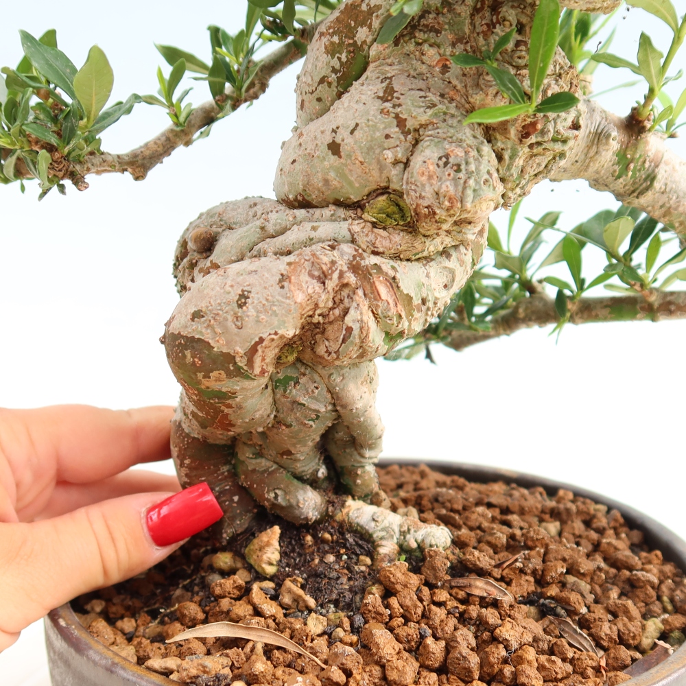 Kamerbonsai - Gardenia jasminoides-Gardenia