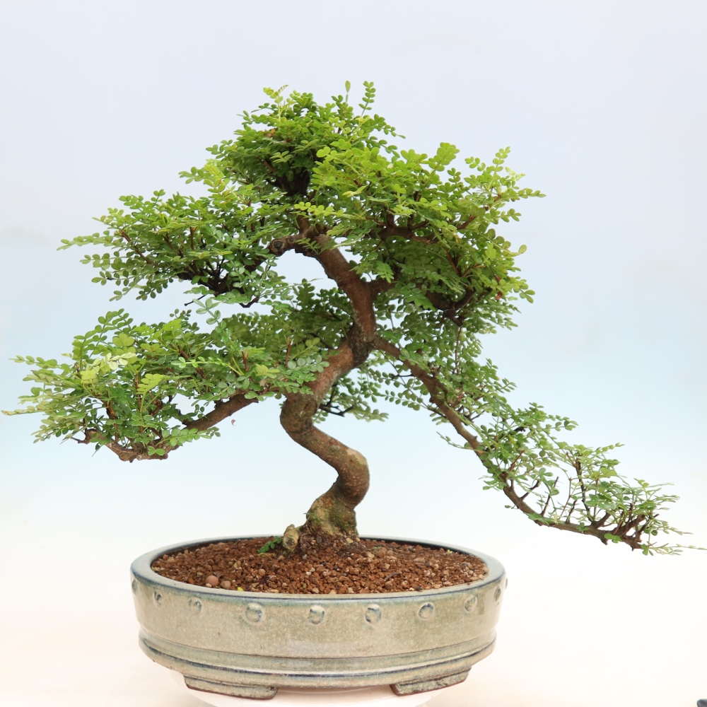 Kamerbonsai - Zantoxylum piperitum - peperboom