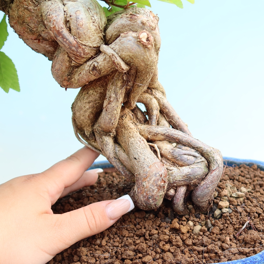 Bonsai voor buiten -Carpinus Coreana - Koreaanse haagbeuk