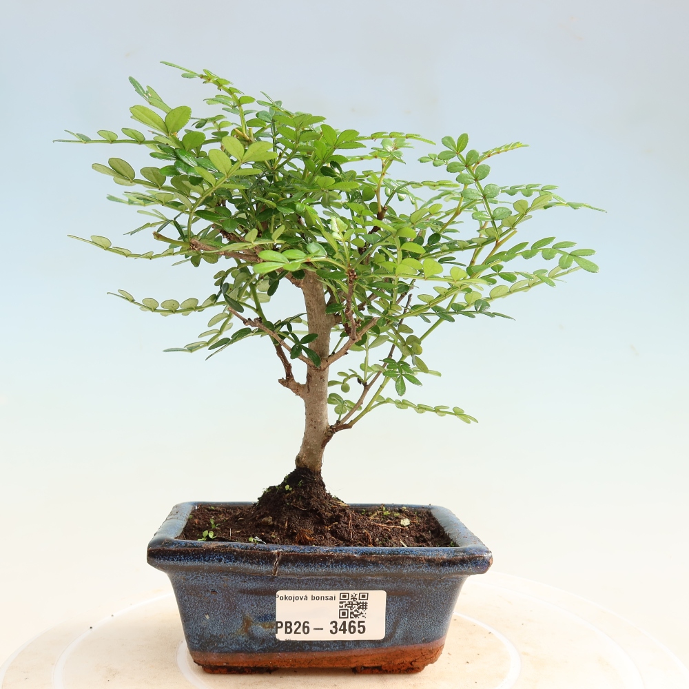 Kamerbonsai - Zantoxylum piperitum - peperboom