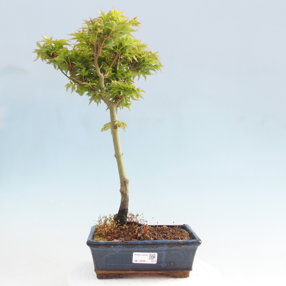 Bonsai voor buiten -Javor palm Acer palmatum Shishigashira