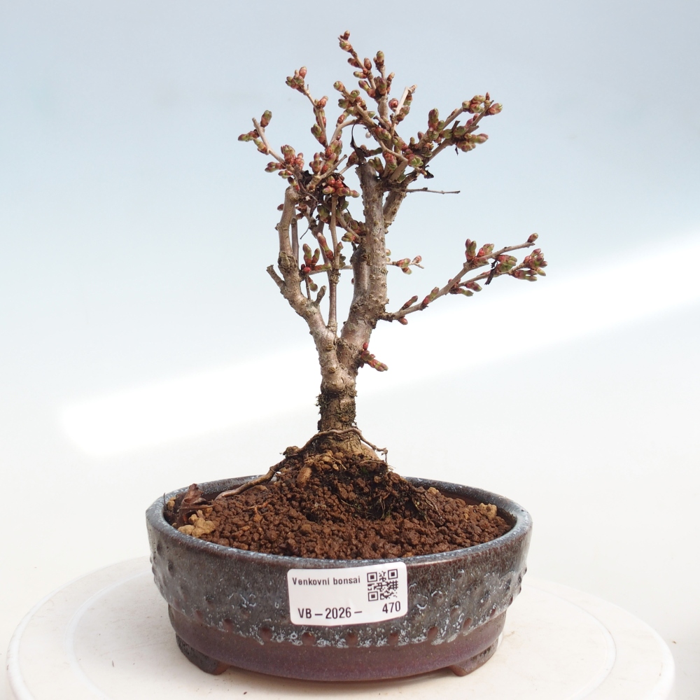 Bonsai voor buiten - Prunus incisa Kojou-no mai-Plivon uitgesneden