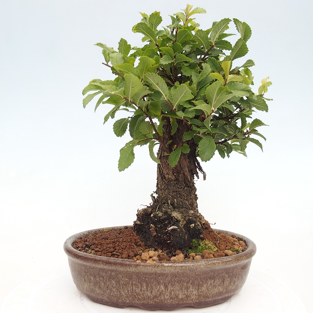 Bonsai voor buiten - Zelkova - Zelkova NIRE
