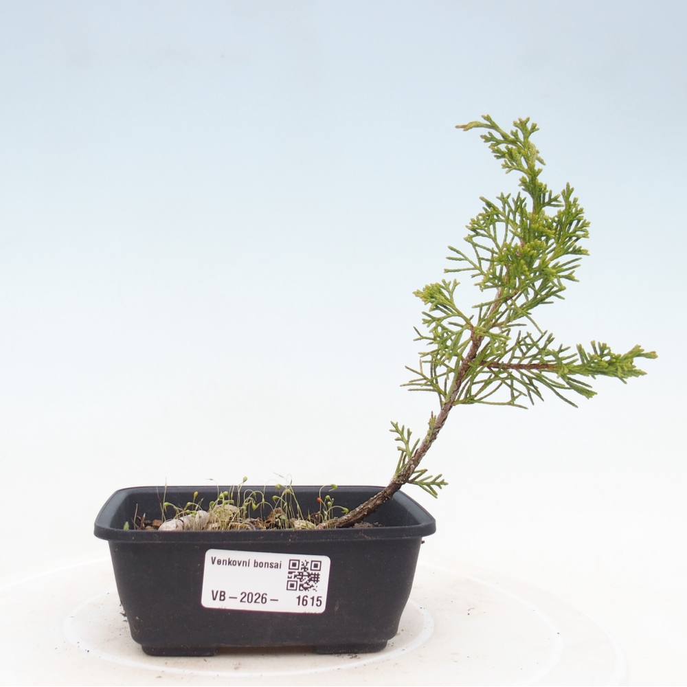 Bonsai voor buiten - Juniperus chinensis Itoigawa