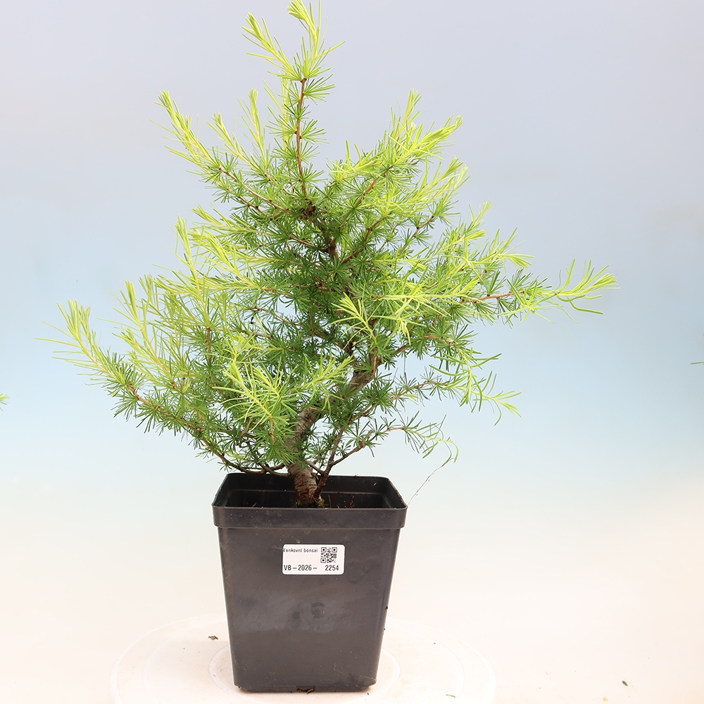Bonsai voor buiten -Larix decidua - Lariks