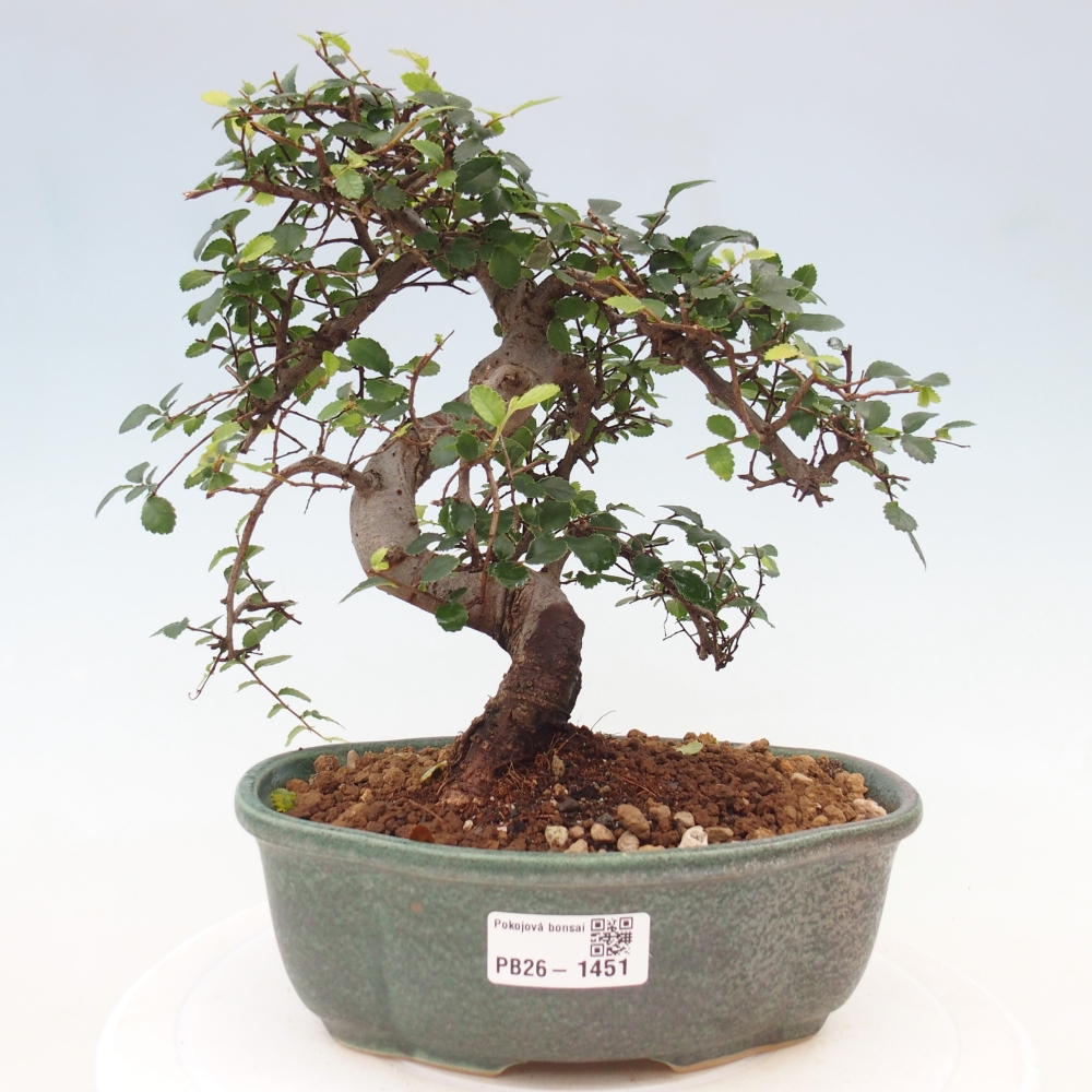 Kamerbonsai - Ulmus parvifolia - Winteriep