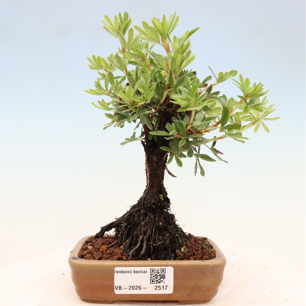 Bonsai voor buiten - Potentila fruticosa