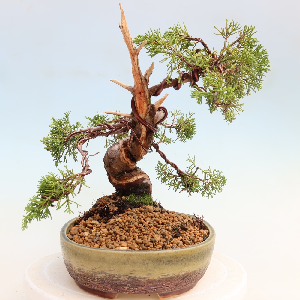 Bonsai voor buiten - Juniperus chinensis Itoigawa-Juniperus chinensis