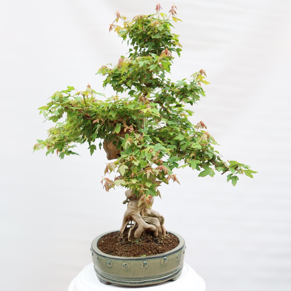 Bonsai voor buiten - Esdoorn Burger - Acer Burgerianum