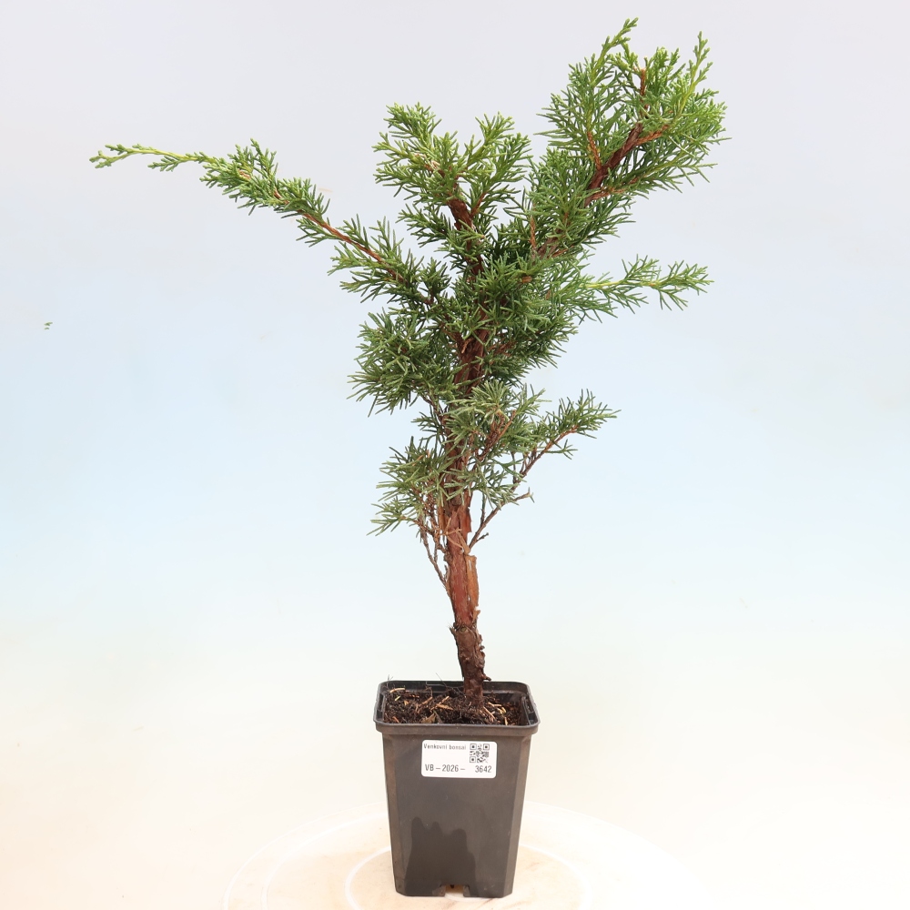Bonsai voor buiten - Juniperus chinensis Kishu