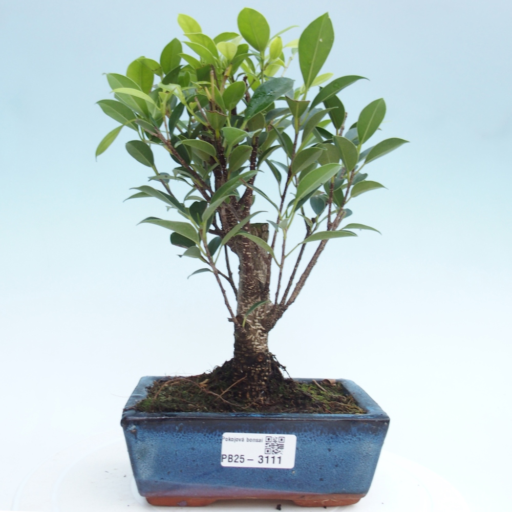 Kamerbonsai - Ficus retusa - kleinbladige ficus