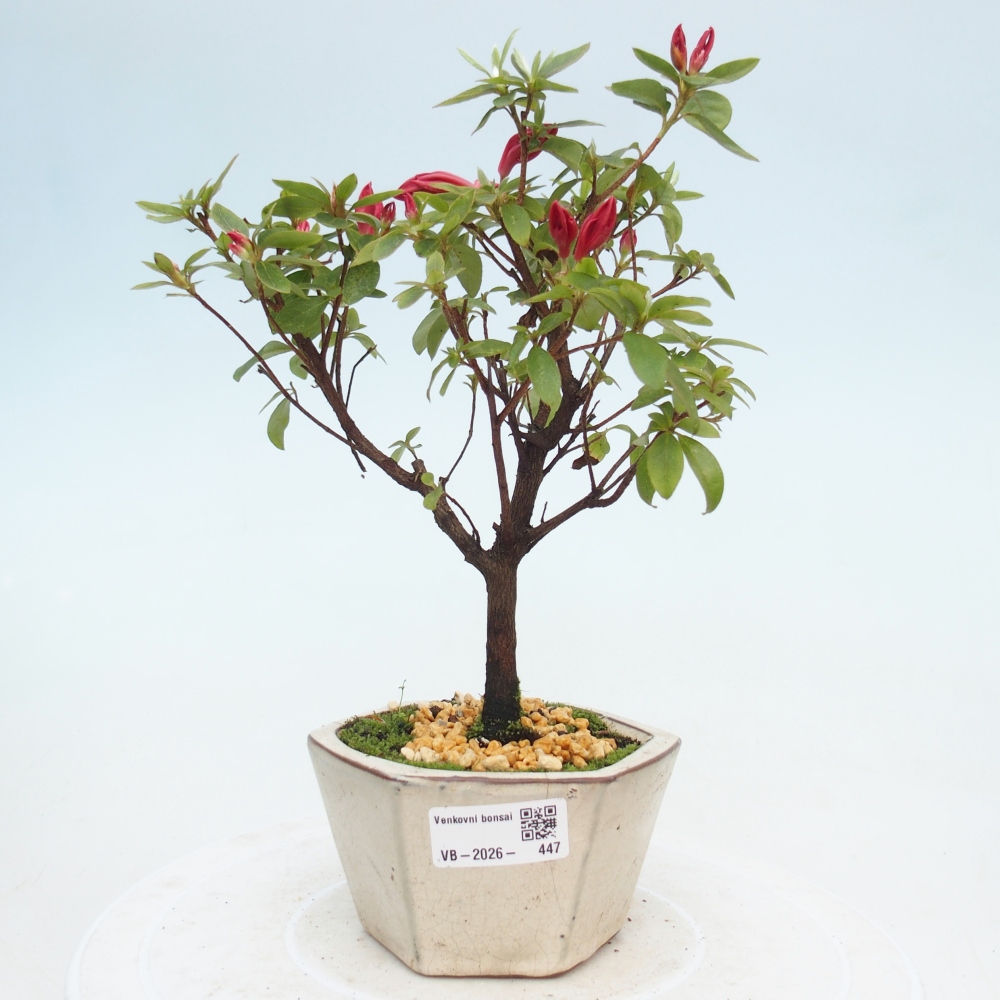 Bonsai voor buiten - Japanse azalea - Azalea sp.