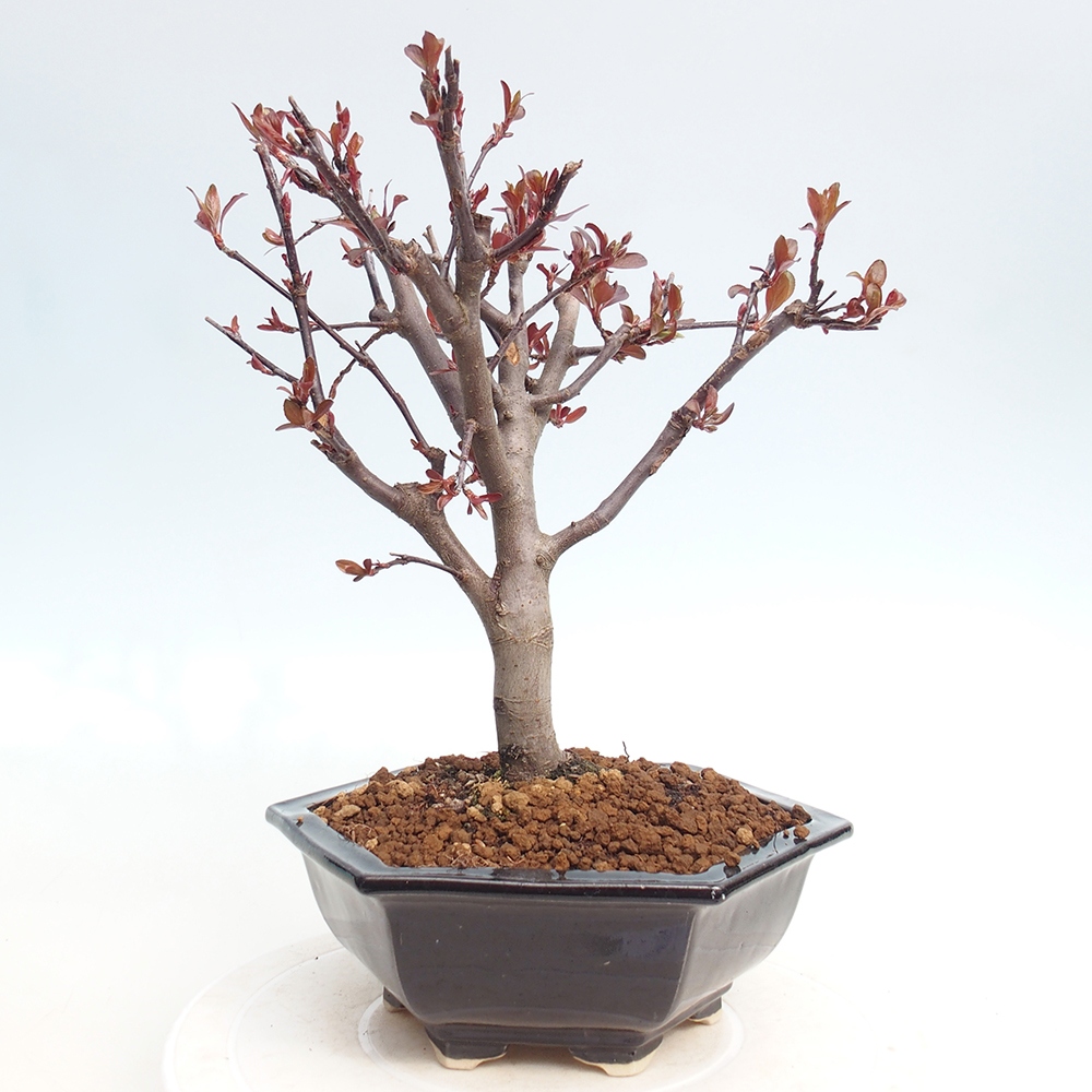 Bonsai voor buiten -Malus domestica - Roodbladige appelboom met kleine vruchten