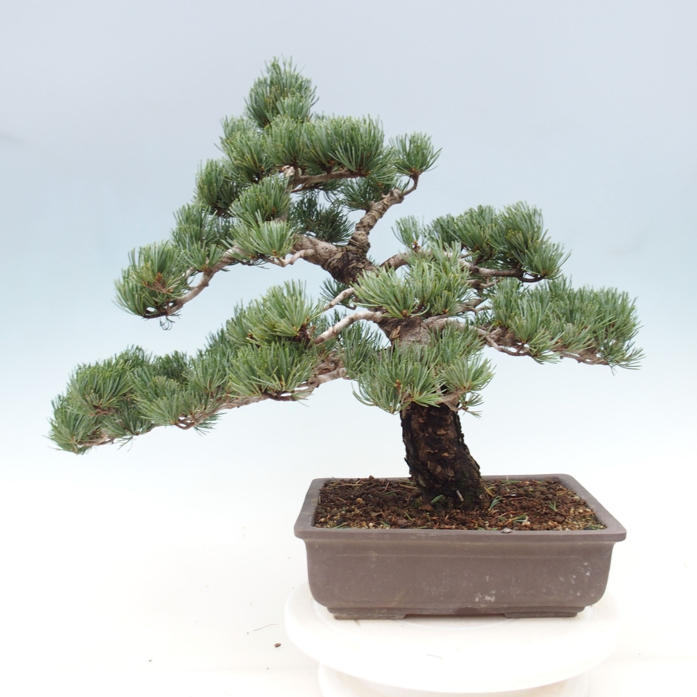 Bonsai voor buiten - Pinus parviflora - Pinus parviflora