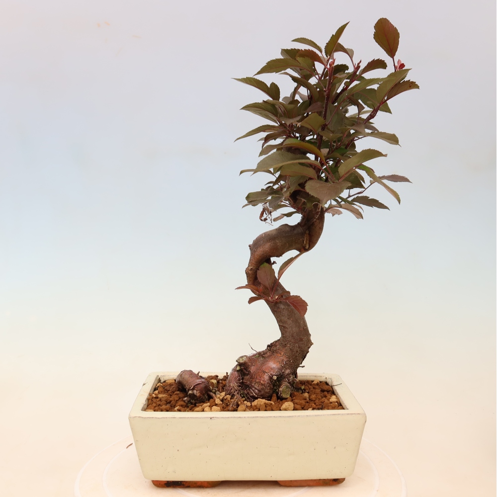 Bonsai voor buiten -Malus domestica - Roodbladige appelboom met kleine vruchten
