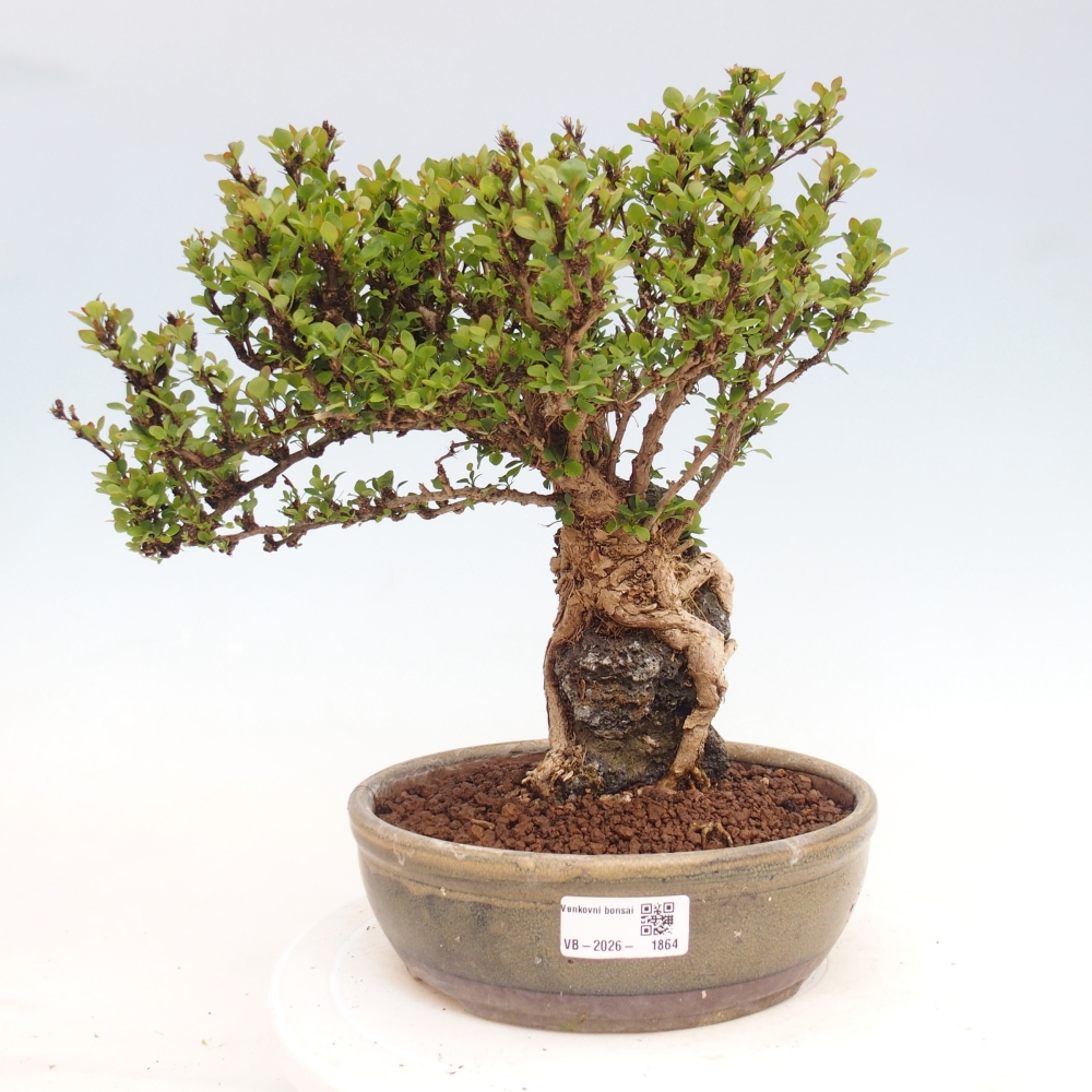 Bonsai voor buiten - Berberis coreana