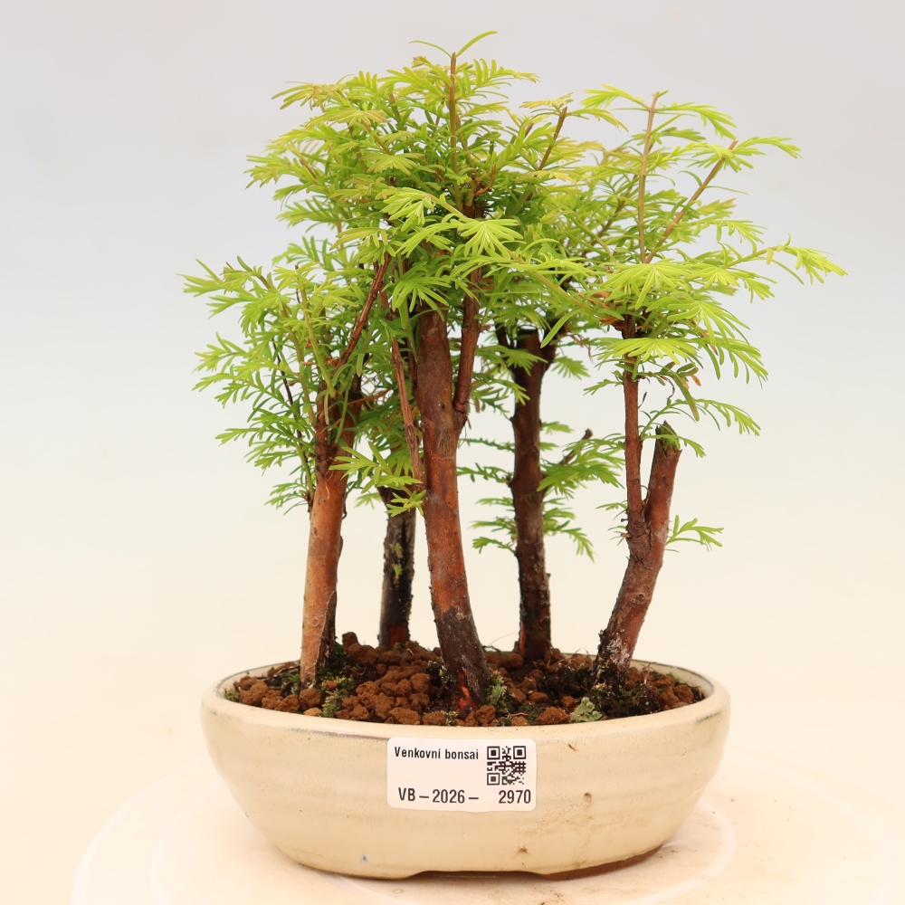 Buitenbonsai - Metasequoia glyptostroboides - Chinese metasequoia - bosje