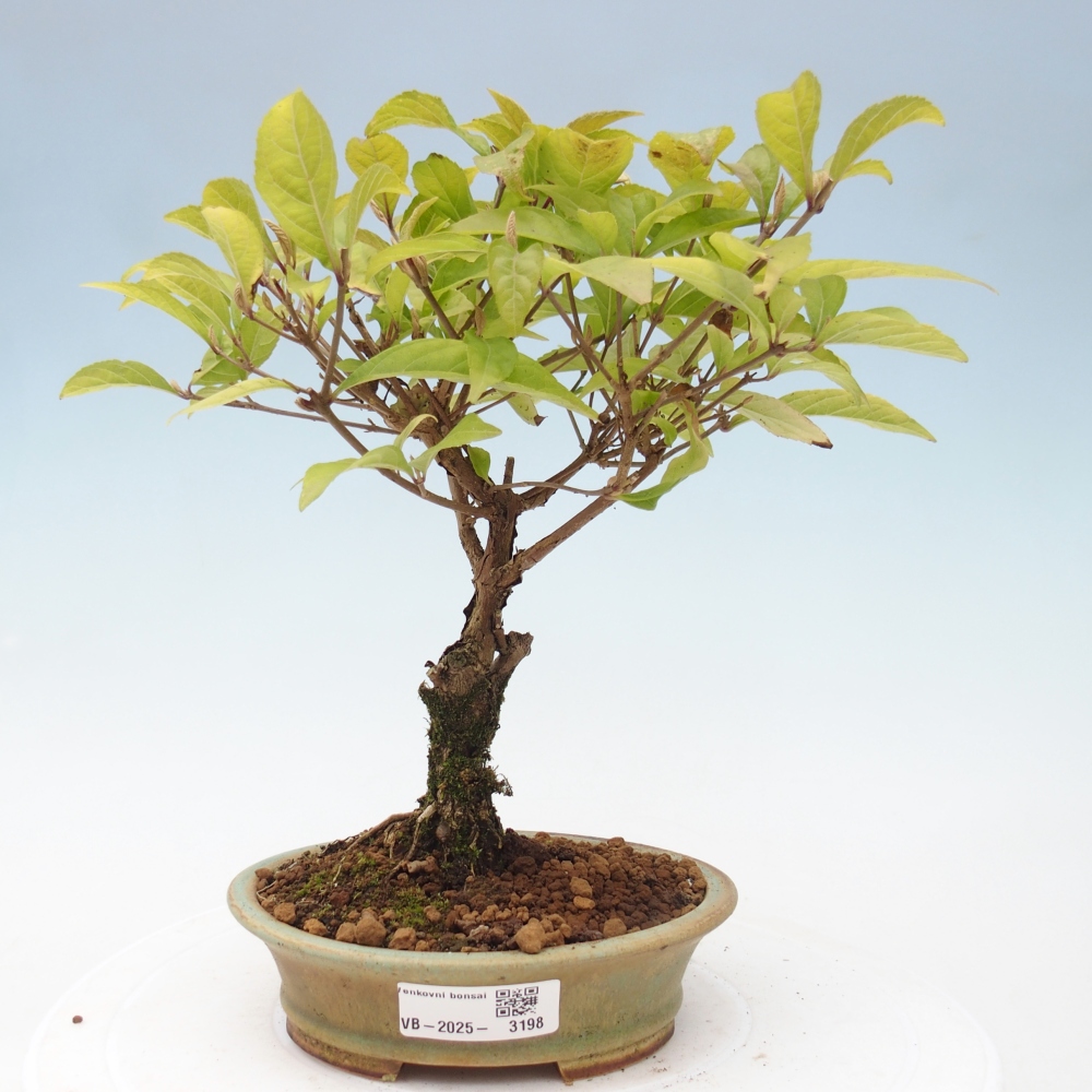 Bonsai voor buiten - Callicarpa japonica