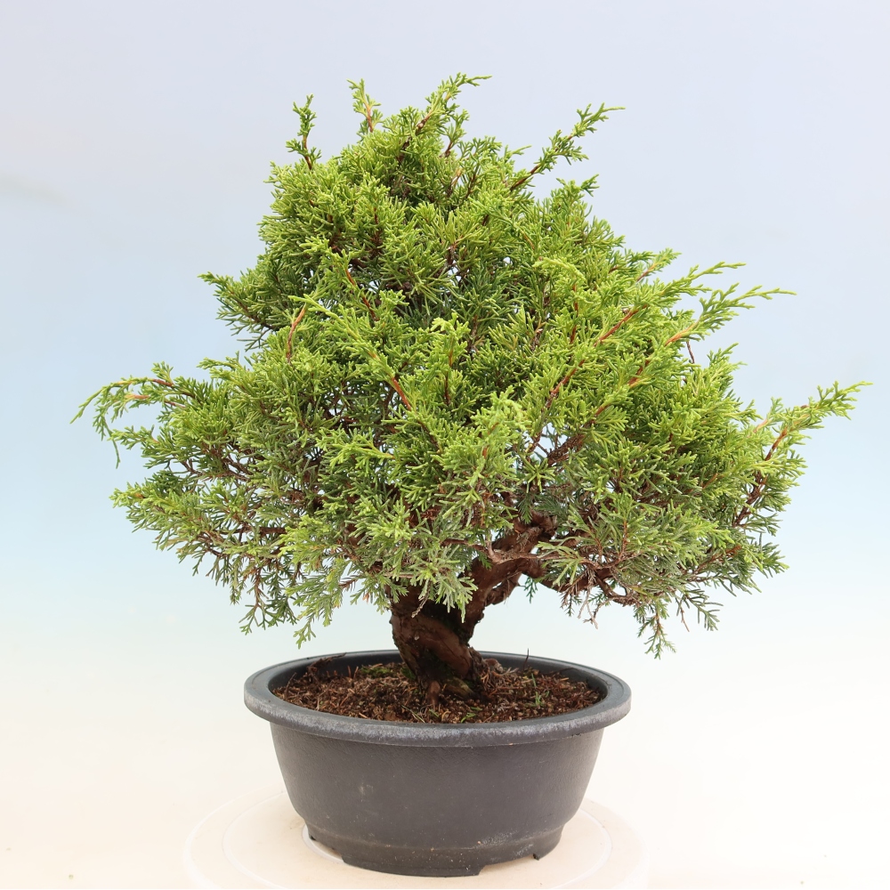Bonsai voor buiten - Juniperus chinensis Itoigawa-Juniperus chinensis
