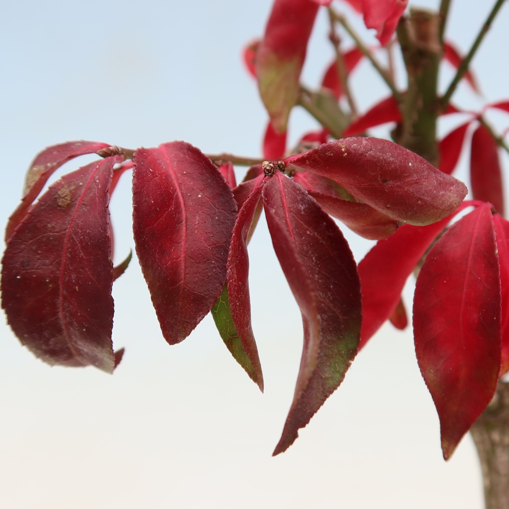 Bonsai voor buiten -  Euonymus alatus comactus  - gevleugelde spindelstruik