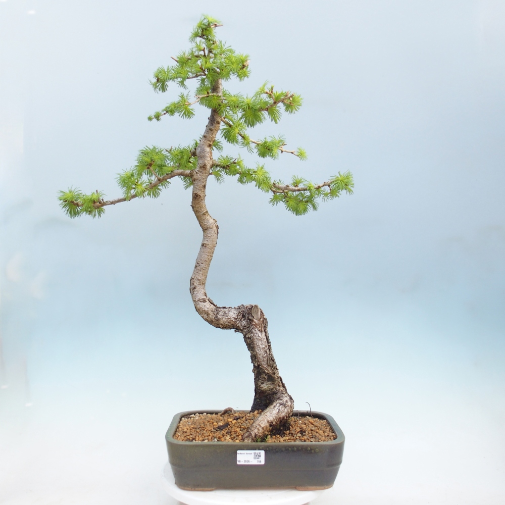Bonsai voor buiten -Larix decidua - Lariks