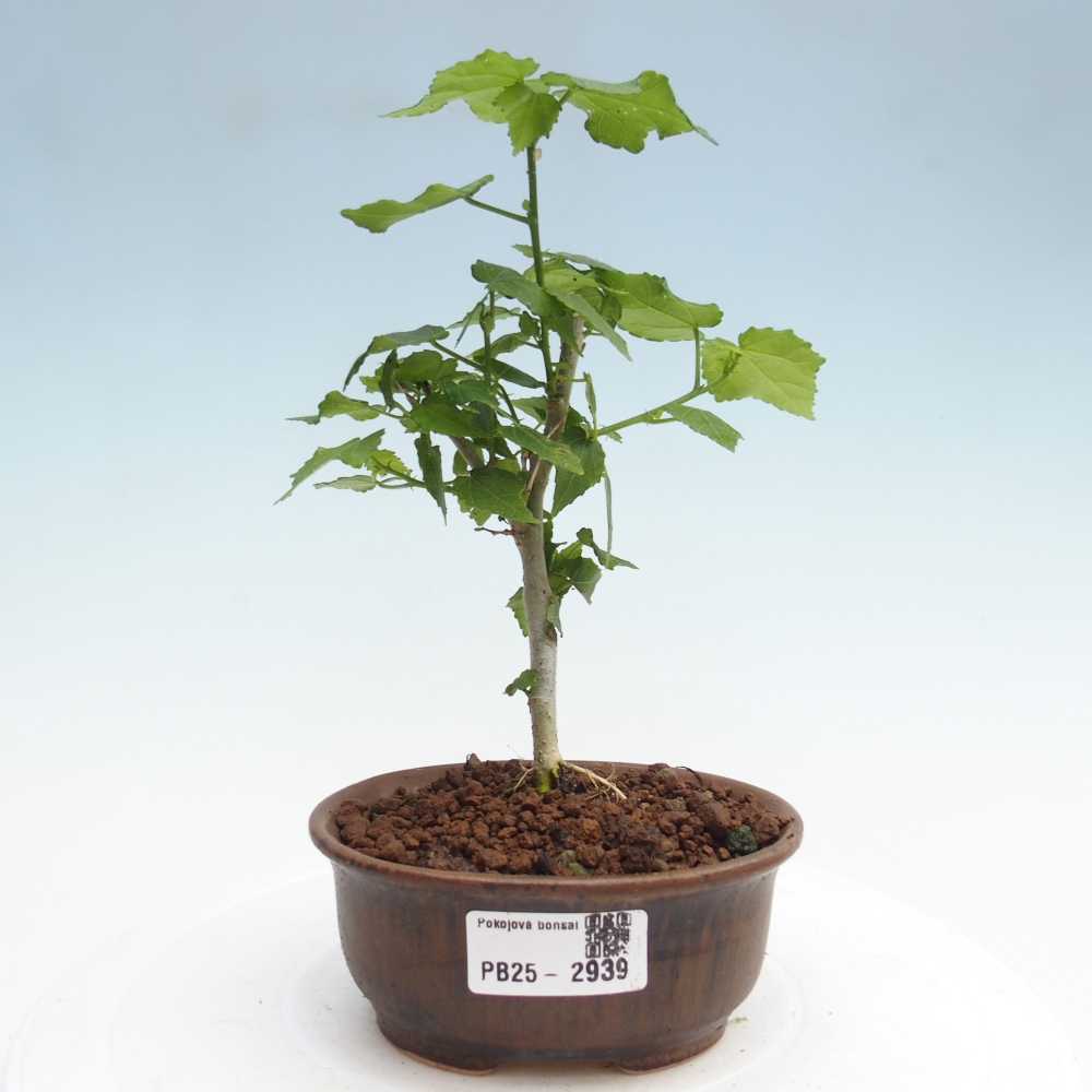 Bonsai voor binnen - Malvaviscus arboreus