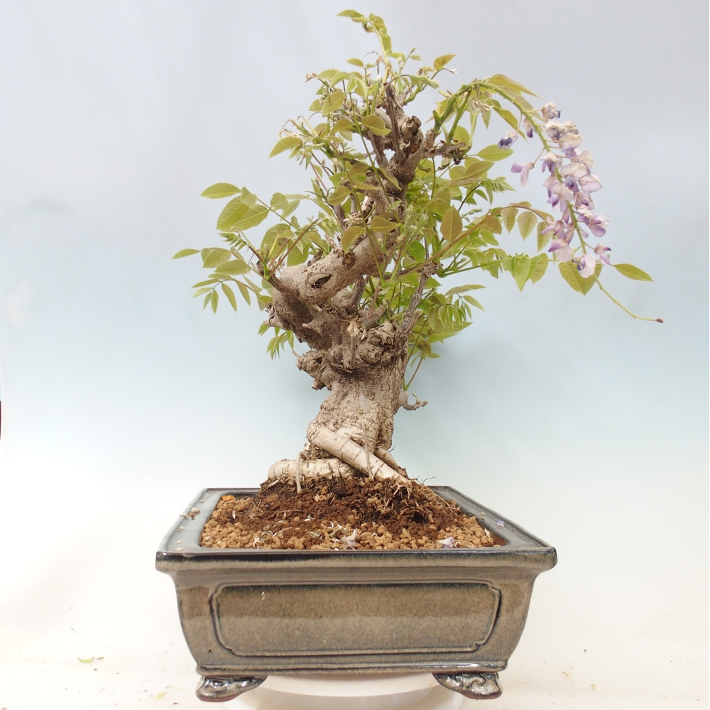 Bonsai voor buiten - Wisteria floribunda