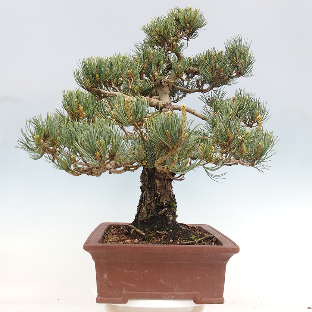 Bonsai voor buiten - Pinus parviflora - Pinus parviflora