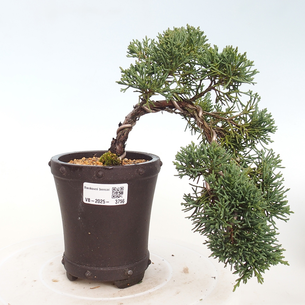 Bonsai voor buiten - Juniperus chinensis Kishu